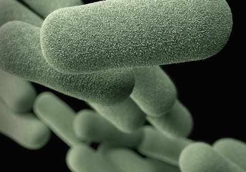 Rendering of bacteria